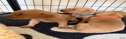 Labrador Retriever dogs for sale: Beautiful fox red Labrador puppies  - Advert 7