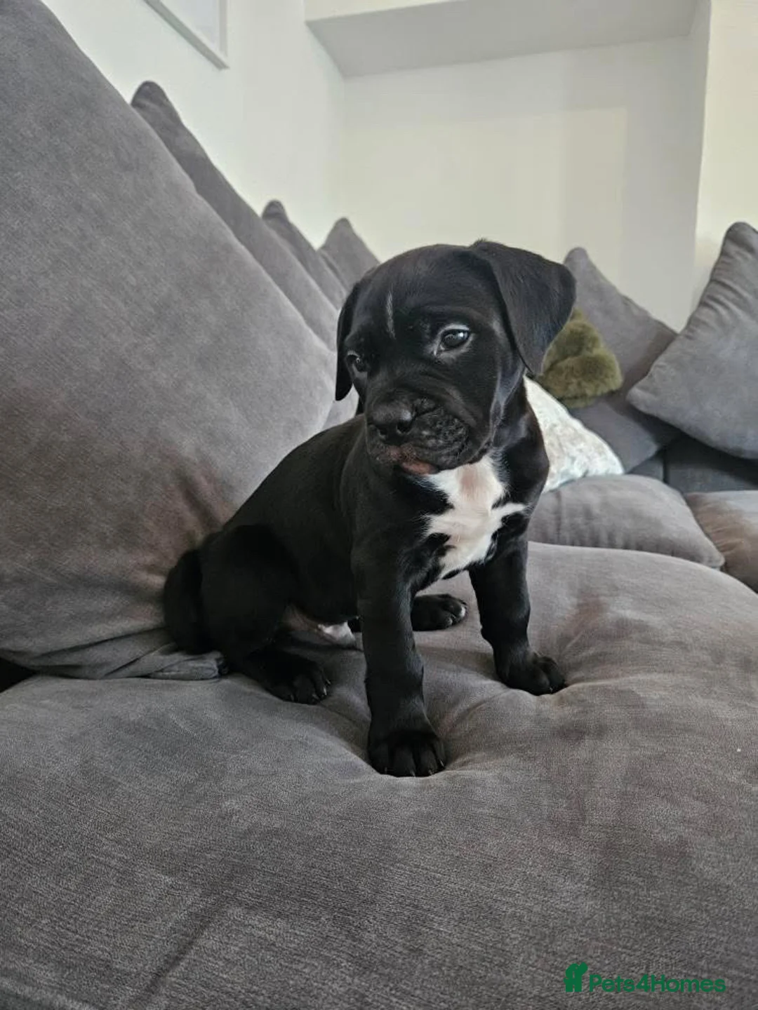 Mixed Breed dogs for sale: Boy and girl ready to go😍 - Advert 2