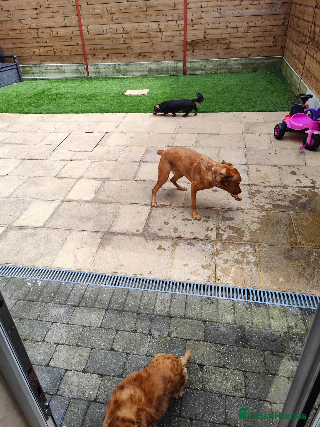 Labrador Retriever dogs for sale: Female fox red labrador for sale - Advert 22