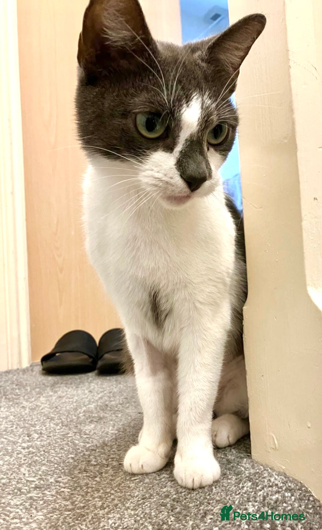 Mixed Breed cats for sale: Cat for sale  - Advert 4