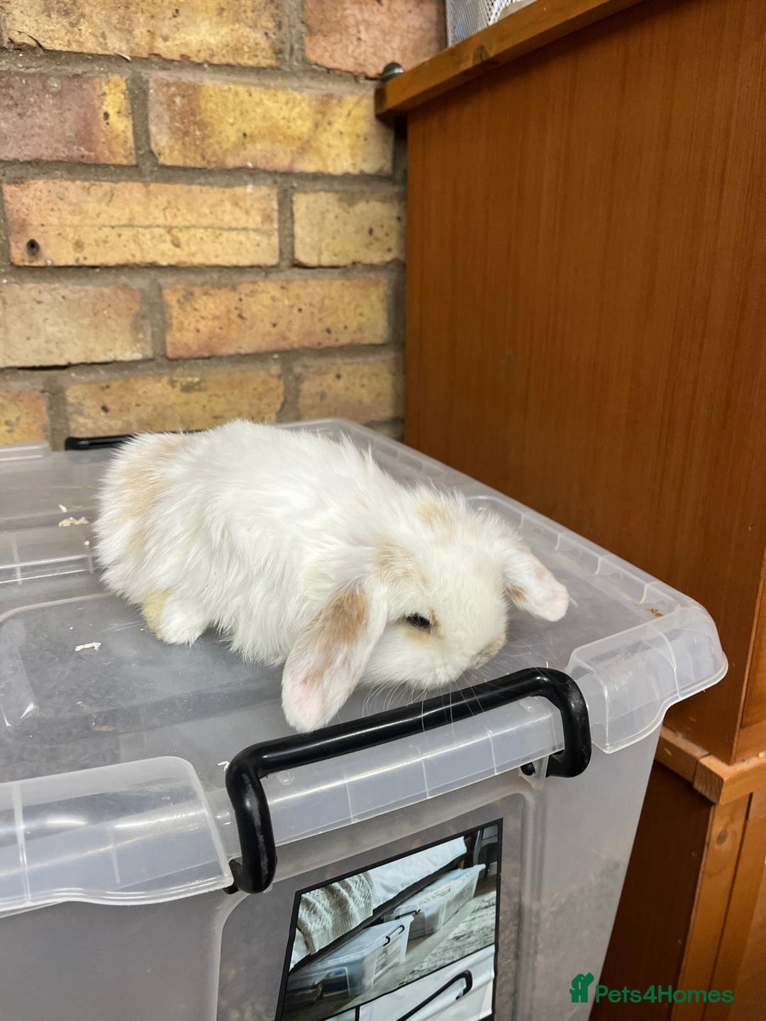 Mini Lop rabbits for sale: Beautiful baby pure bred mini lops  - Advert 10