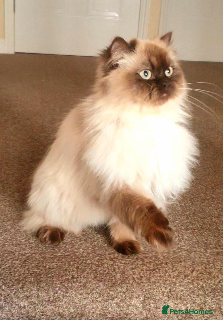 Persian cats Beautiful adult Persian - Advert 1