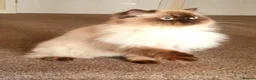 Persian cats for sale: Beautiful adult Persian - Advert 1