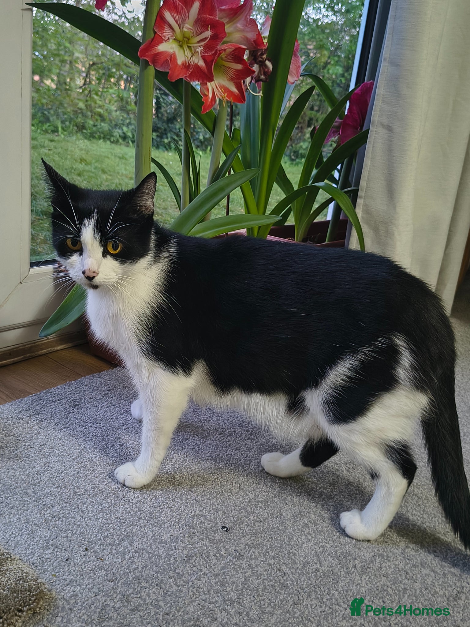 British Shorthair cats 4 cute kittens are looking for a new owner - Advert 1