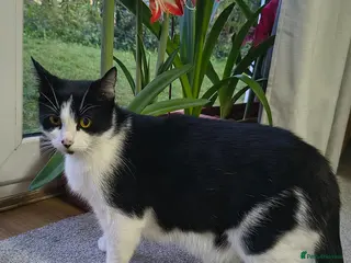 British Shorthair cats 4 cute kittens are looking for a new owner - Advert 1