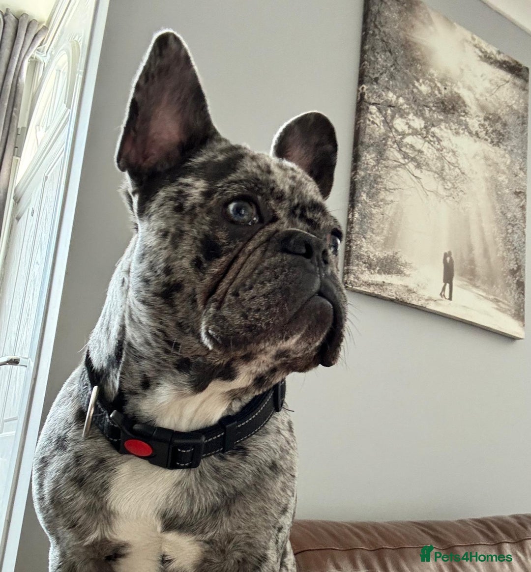 French Bulldog dogs for sale: French bulldog  - Image 5