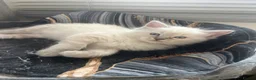 Ragdoll cats for sale: Last 3 boys  READY TO LEAVE 😌 - Advert 30
