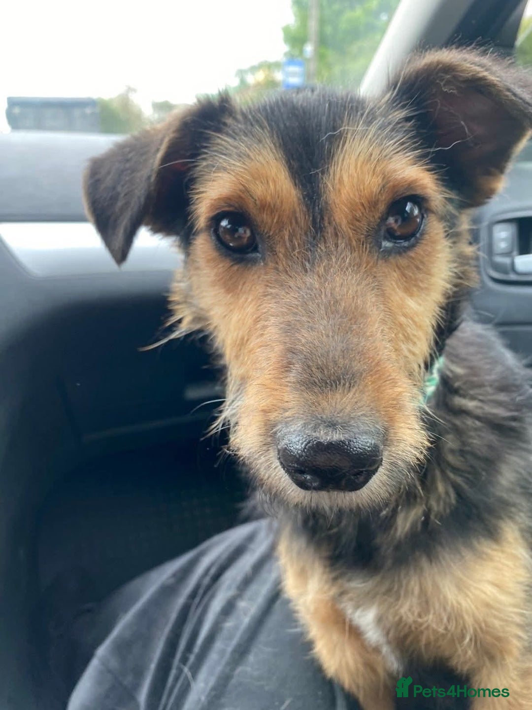 Mixed Breed dogs for adoption: 💖🐶 DAISY 🐶💖 - Image 8