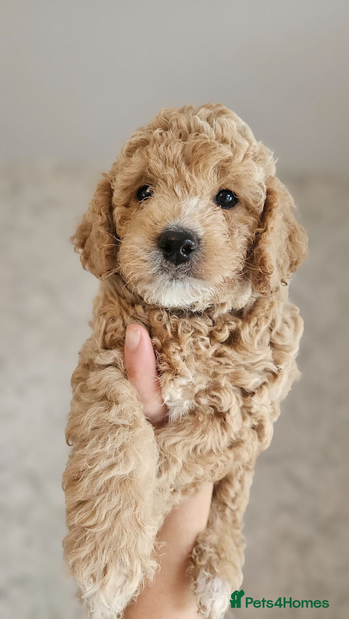 Mini Goldendoodle dogs Small Goldendoodles ~ READY TO LEAVE IN 4 DAYS ✨️ - Advert 2