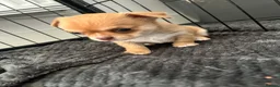 Chihuahua dogs for sale: Chihuahua puppies 2 boys kc registered  - Advert 16