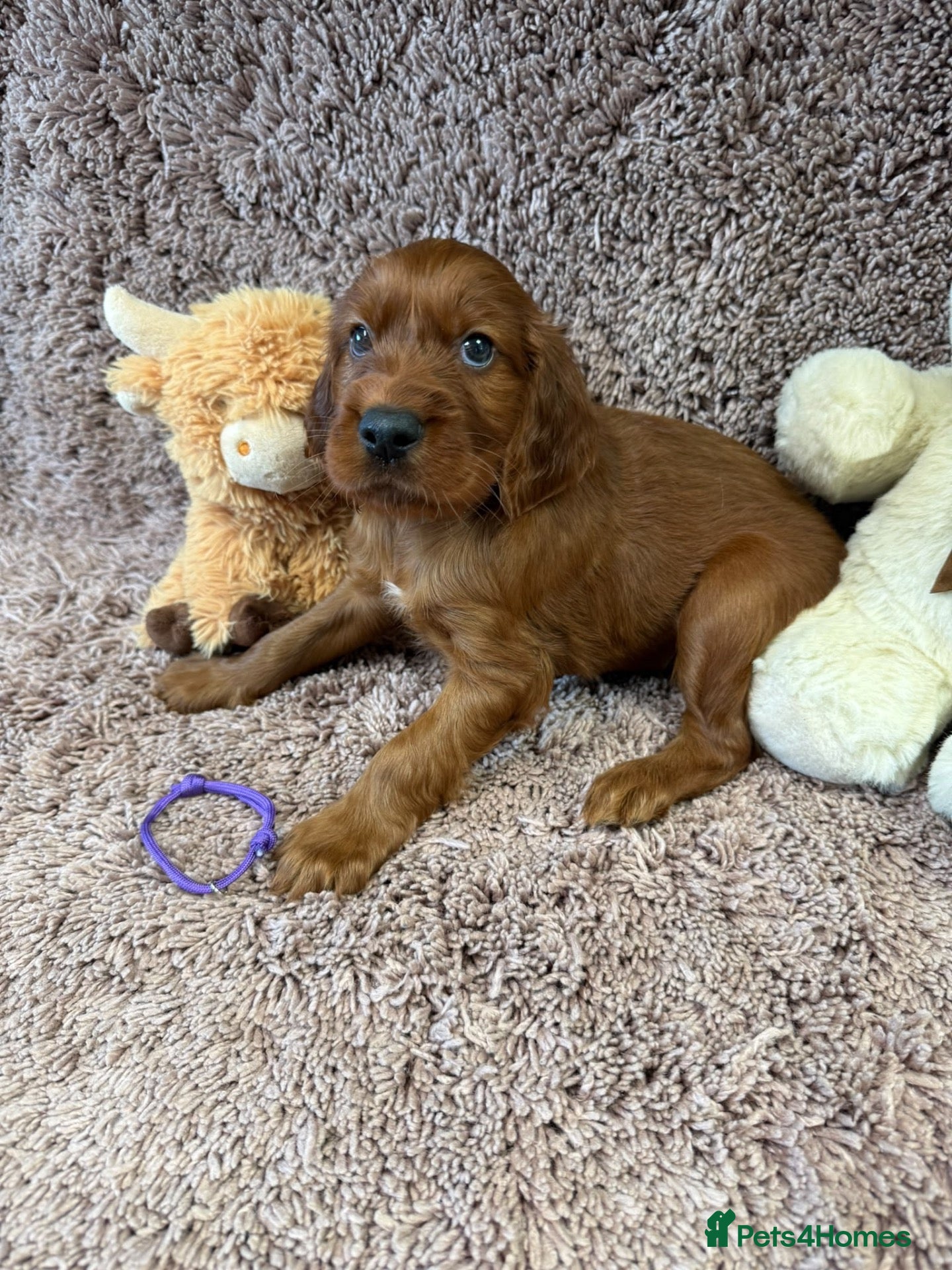 Irish Setter dogs Gorgeous Irish Setter Pups - 1 Boys available KC - Advert 2
