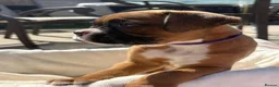 Boxer dogs for sale: Stunning litter of adorable boxer Puppies - Advert 13