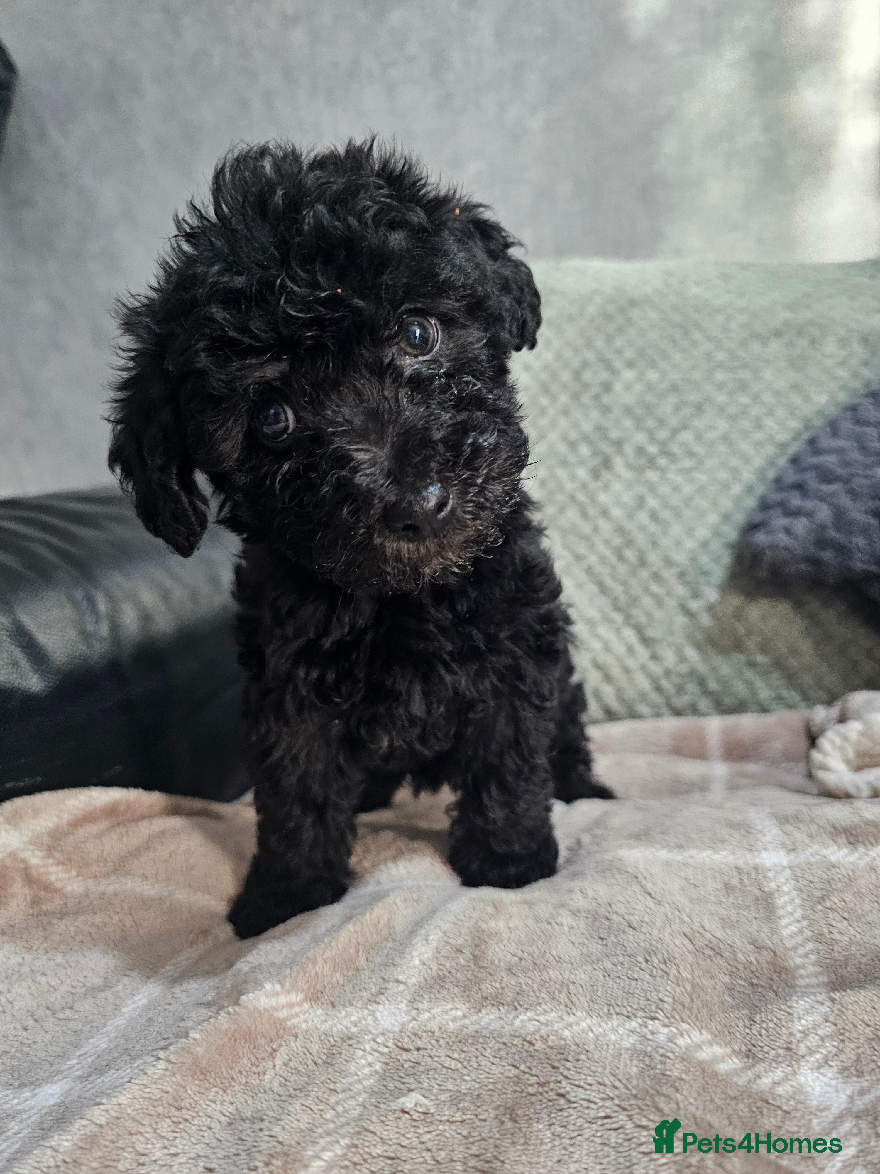 Mixed Breed dogs  **  Toy yorkipoo  - Advert 5