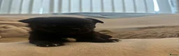 Chihuahua dogs for sale: 3 beautiful chihuahua puppies  - Advert 12