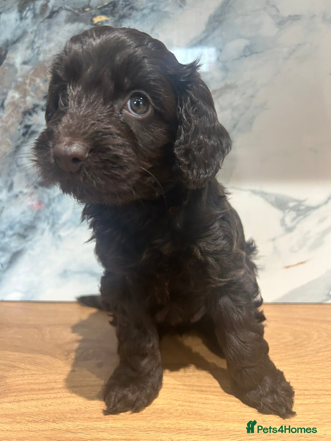 Cockapoo dogs for sale: STUNNING F1 COCKAPOO PUPPIES 2 FEMALES LEFT - Advert 16