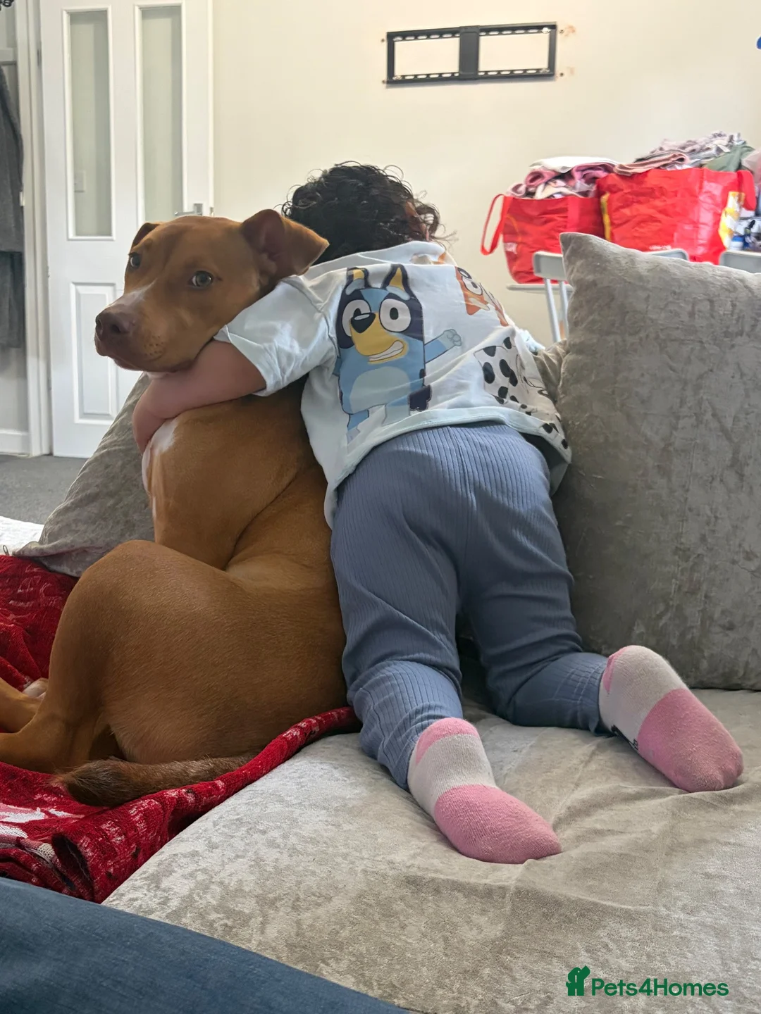Mixed Breed dogs for sale: Staffordshire bulk terroir, 5 months old. in Preston - Advert 2