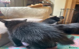 Mixed Breed cats for sale: Russian blue cross black and tabby kittens  - Advert 31