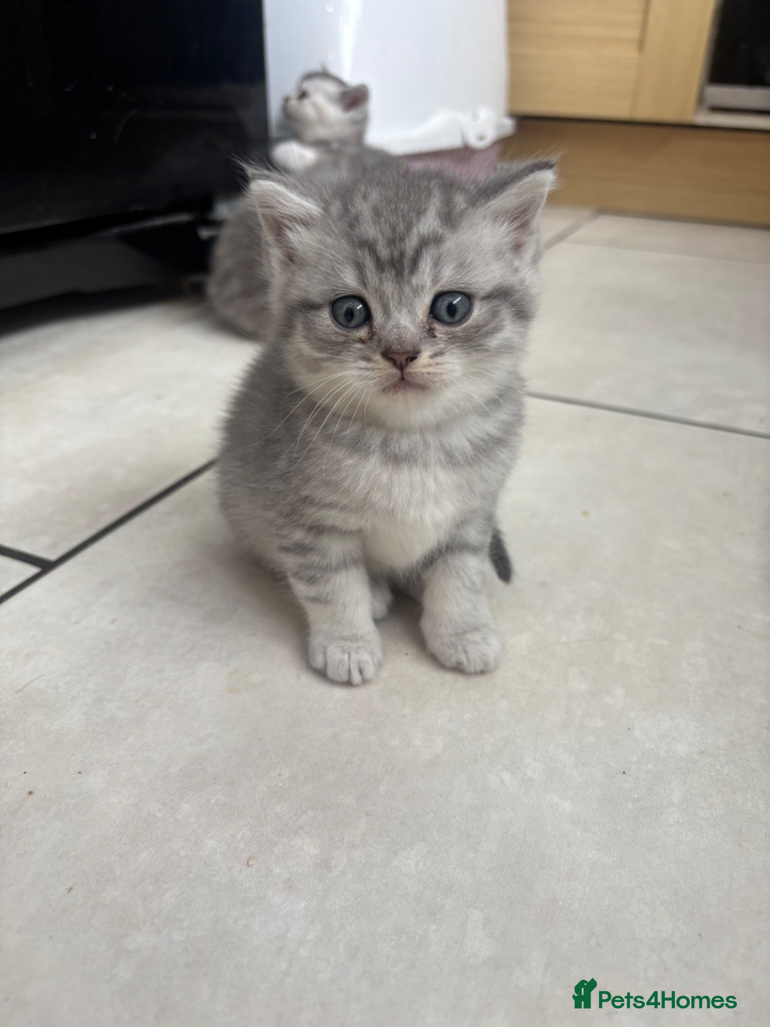 British Shorthair Kitten 1 Long hair 