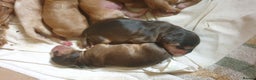 Cocker Spaniel dogs for stud: Stunning, Sable Show Cocker Stud, Health Tested. in Market Drayton - Advert 17