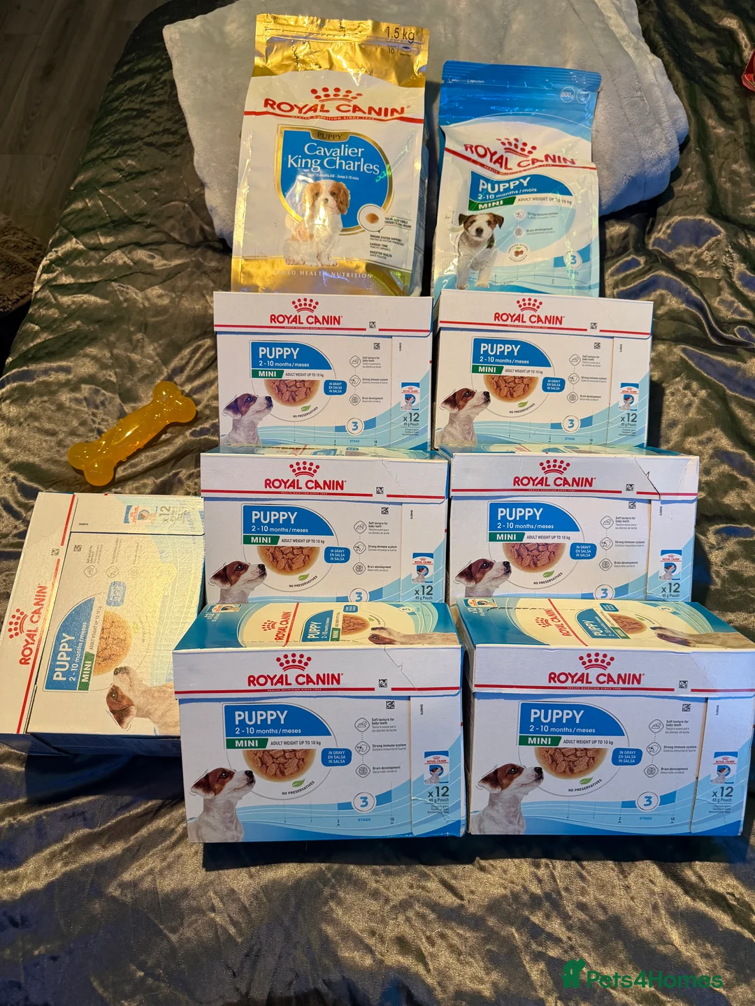 Cavalier King Charles Spaniel dogs for sale: Tricolour Cavalier Puppy – Huge Puppy Pack - Advert 2