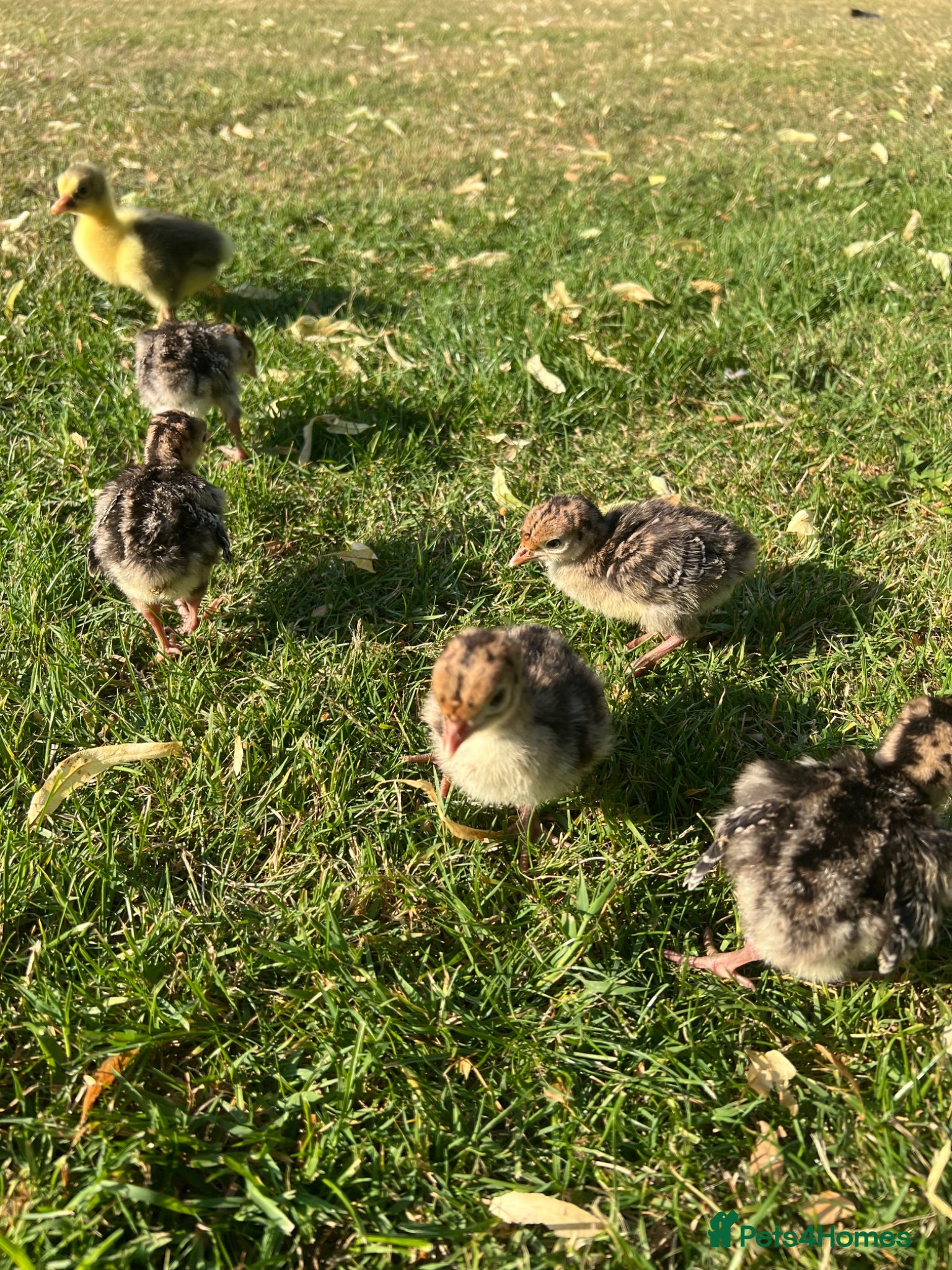 Turkeys poultry for sale: *PRE ORDER* American Turkey poults! - Advert 2