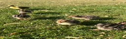 Turkeys poultry for sale: *PRE ORDER* American Turkey poults! - Advert 1