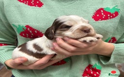 Cocker Spaniel dogs for sale: KC Show Cocker Spaniel Pups DNA health Simbawood  - Image 5