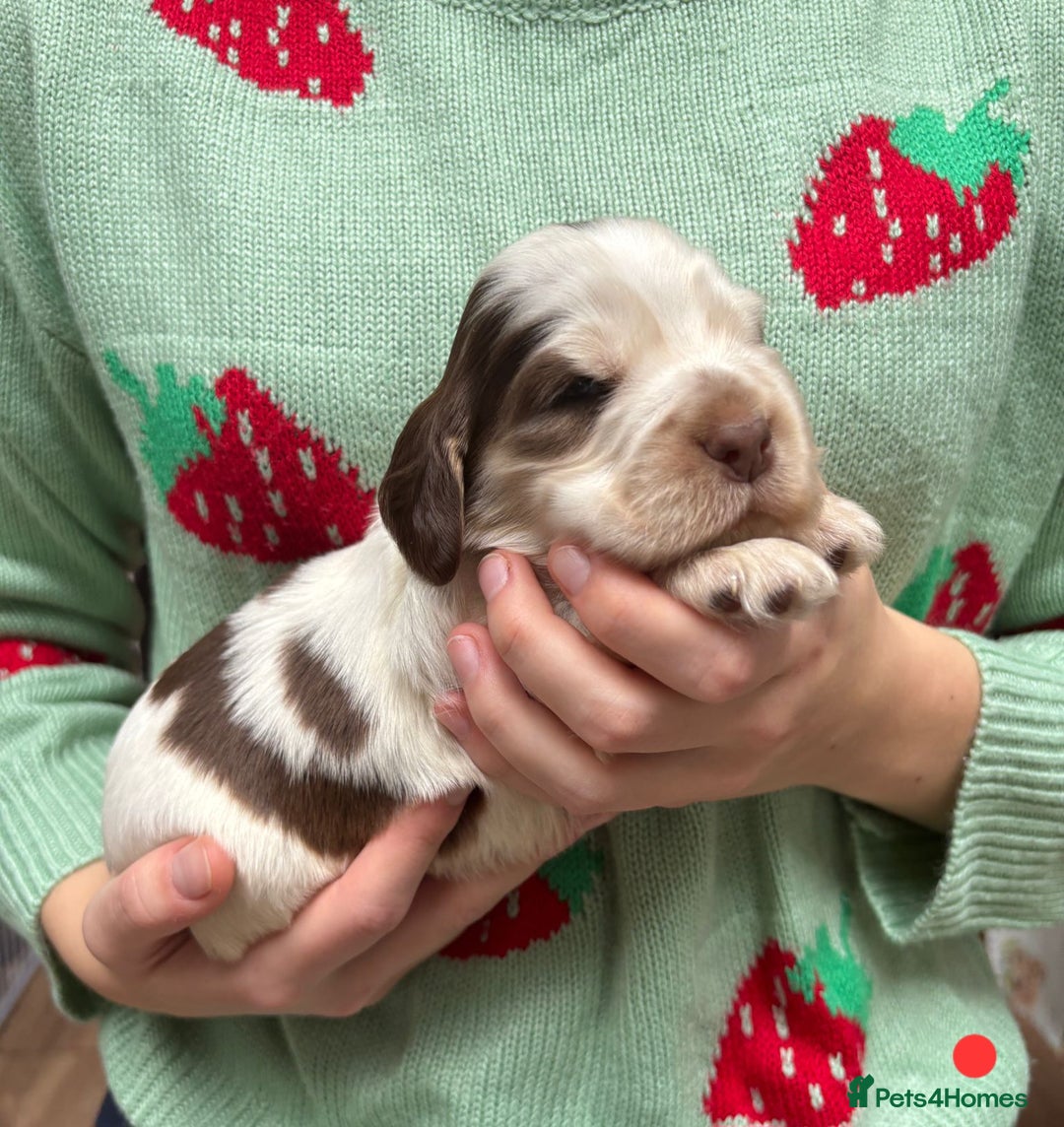 Cocker Spaniel dogs for sale: KC Show Cocker Spaniel Pups DNA health Simbawood  - Image 5