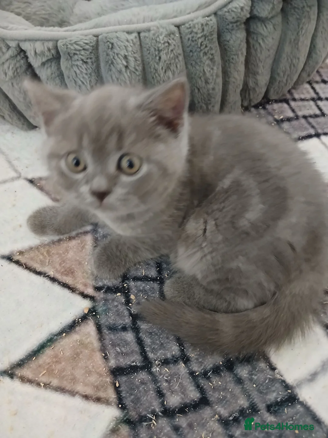 Brazilian Shorthair cats for sale: Full pedigree British Shorthair kittens for sale  - Advert 1
