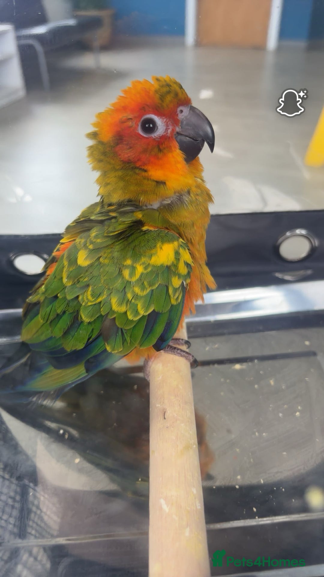 Ringnecks birds for sale: Baby sun conure  in Redcar - Image 1