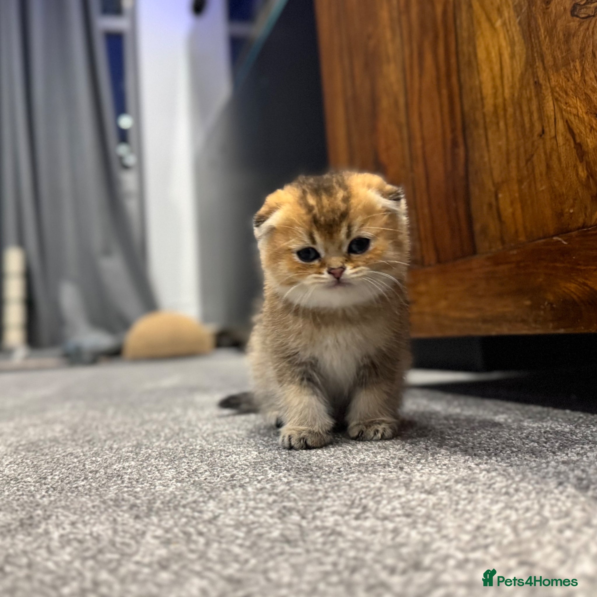 Scottish Fold cats Scottish Fold Kittens - available from 2nd May - Advert 11