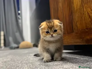 Scottish Fold cats Scottish Fold Kittens - available from 2nd May - Advert 11