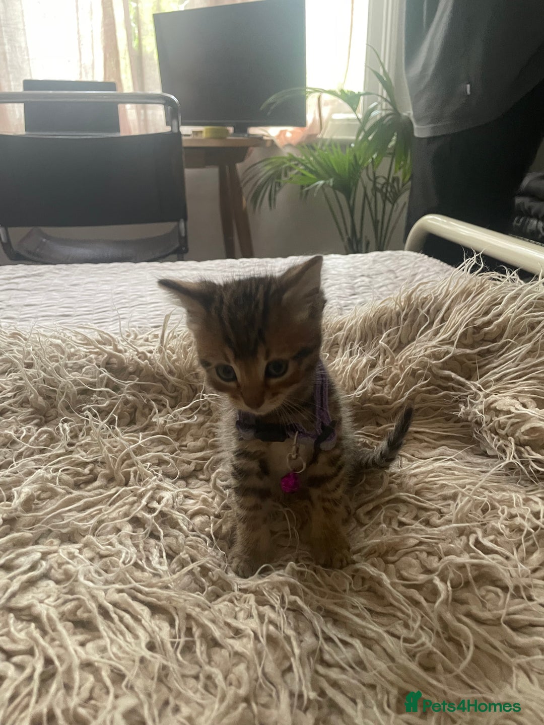Mixed Breed cats for sale: 7 Half Snow Bengal kittens - Image 18