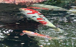 Koi Carp fish for sale: koi fish and various other fish - Image 7