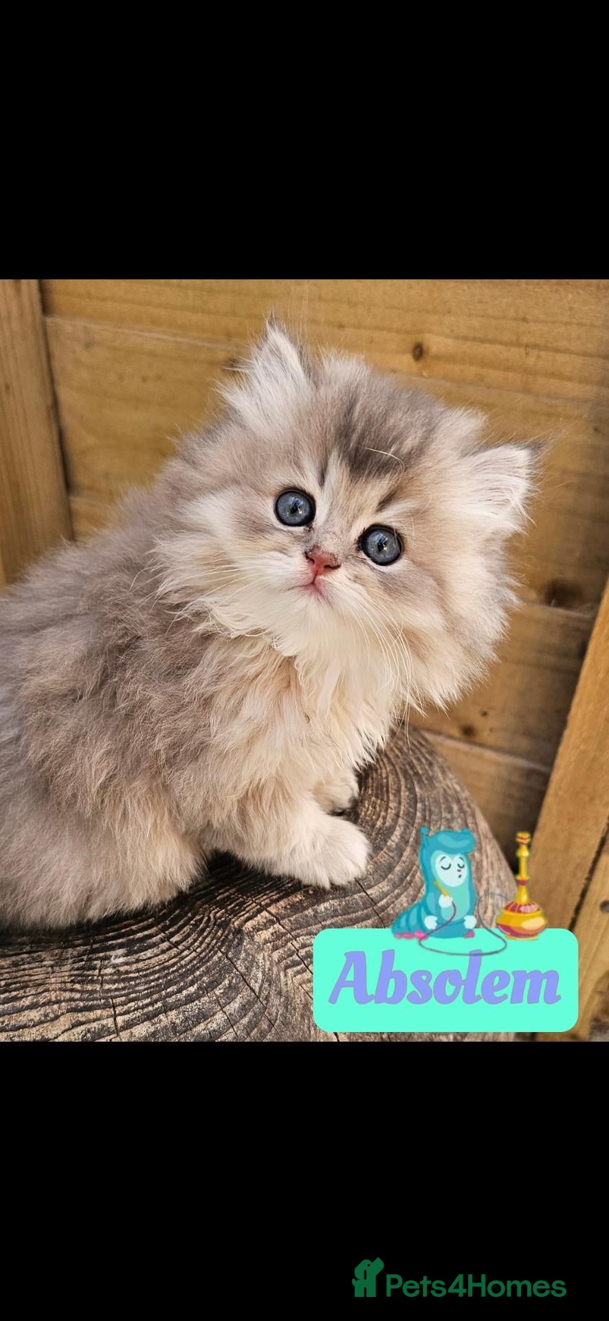 British Longhair cats ✨️🧸 Stunning Babies, GCCF Registered ✨️🧸 - Advert 1