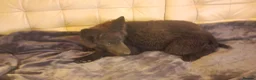 German Shepherd dogs for sale: German Shepherd pups - Advert 3