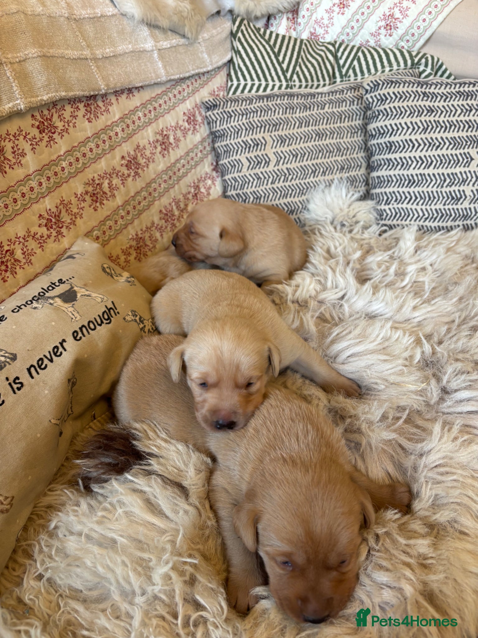 Labrador Retriever dogs KCReg Pedigree Labrador Pups Parents Health Tested - Advert 2