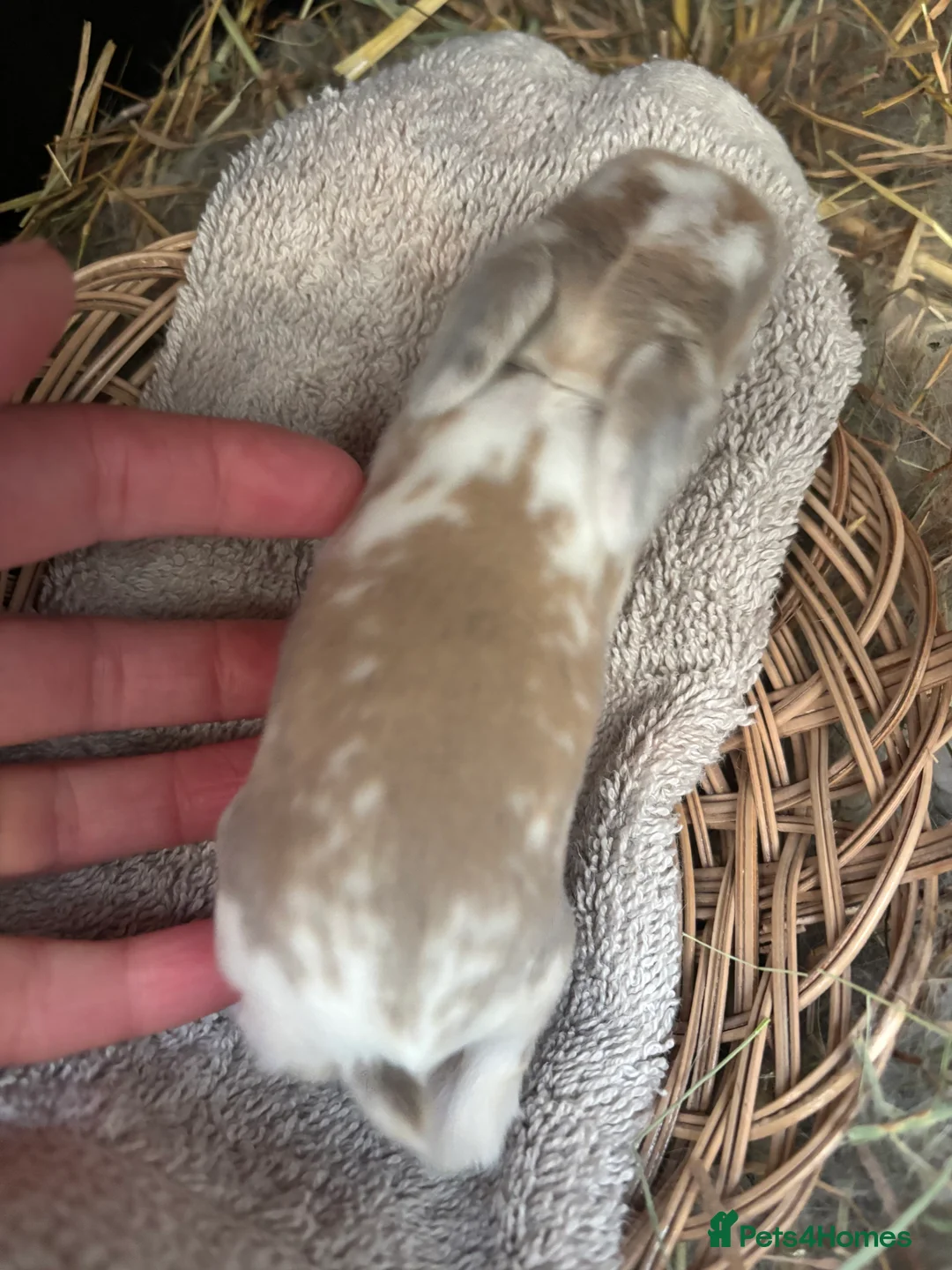 Mini Lop rabbits for sale: Pure Breed Mini Lop Butterfly new born bunnies  - Advert 9