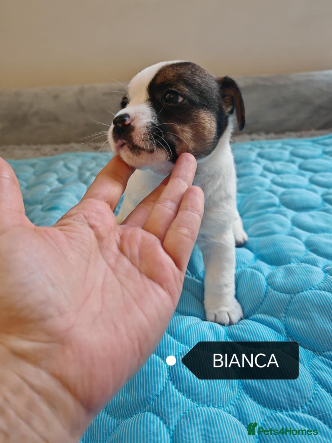 Jack Russell dogs for sale: Jack Russell puppies,Parents reg.Kennel club, - Image 14
