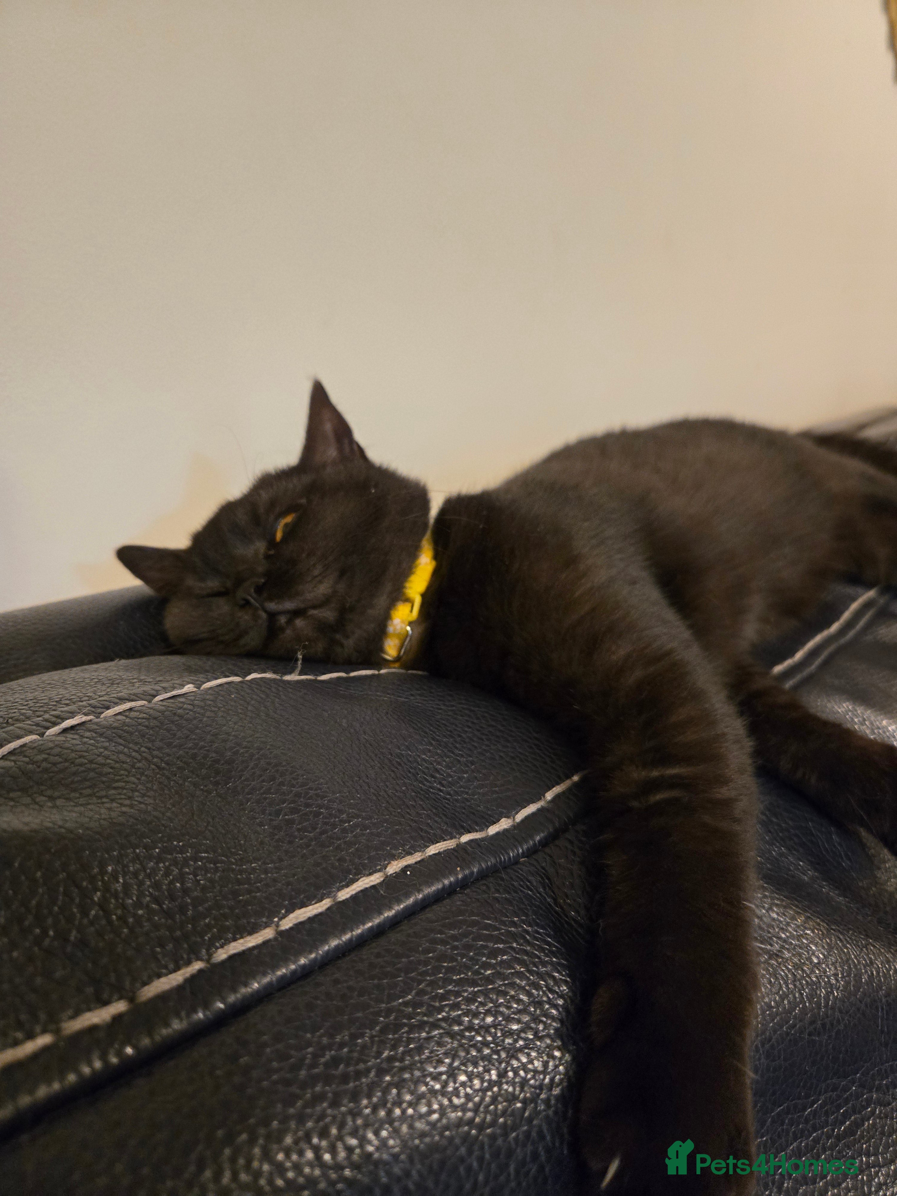 British Shorthair cats Smoked Black kitten - British Shorthair  - Advert 5