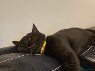 British Shorthair cats Smoked Black kitten - British Shorthair - Advert 5