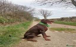 Dobermann dogs for sale: Dobermann puppies - Image 20