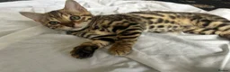 Bengal cats for sale: 2 beautiful bengal boys! - Advert 6
