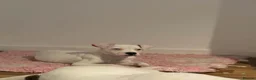 American Bulldog dogs for sale: Female American bulldog  - Advert 4