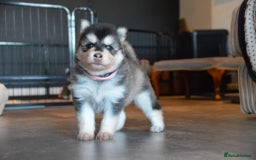 Pomsky dogs for sale: Beautiful husky marked Pomskies  - Image 23