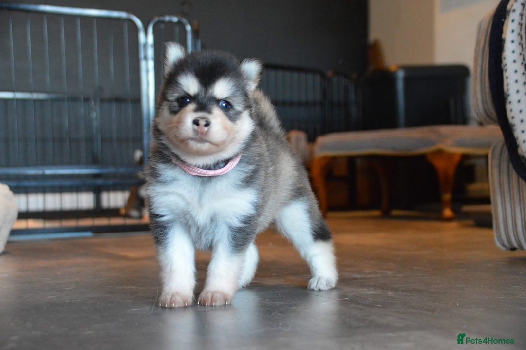Pomsky dogs for sale: Beautiful husky marked Pomskies  - Image 23