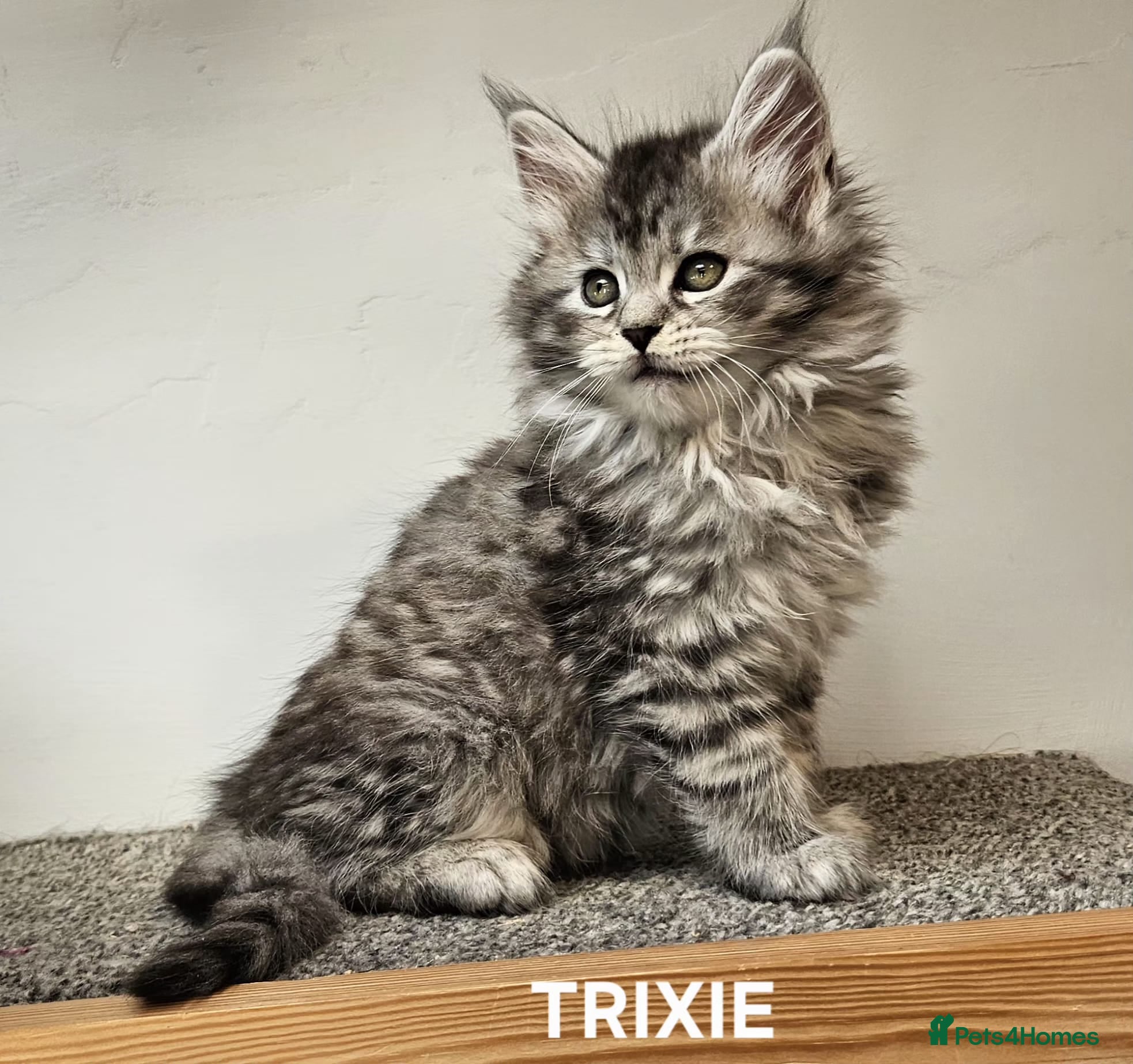 Maine Coon cats Large Maine Coon kittens regd European bloodline  - Advert 16