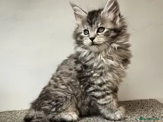 Maine Coon cats Large Maine Coon kittens regd European bloodline - Advert 16