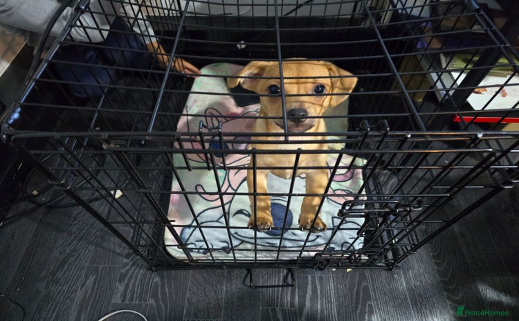 Mixed Breed dogs - Advert 1