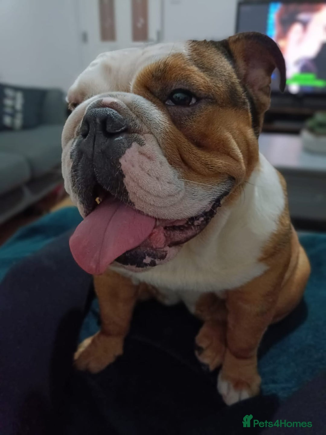 Olde English Bulldogge dogs for sale: Frankie (Meatball) female English bulldog - Advert 1